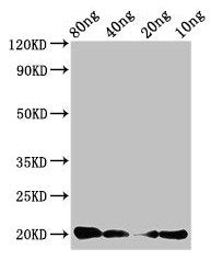 CALCA Antibody