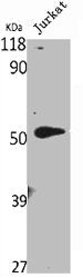 VDR Antibody