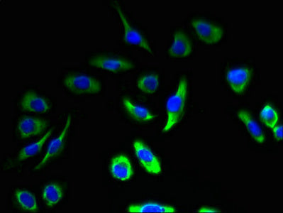 CALM1 Antibody