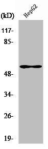 VIM Antibody