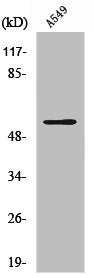 VIM Antibody