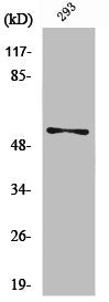 VIM Antibody