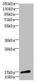 CALML3 Antibody