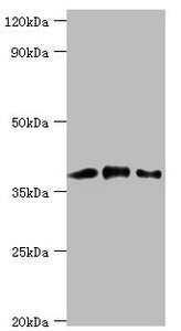 CAPG Antibody