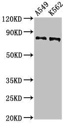 CAPN1 Antibody