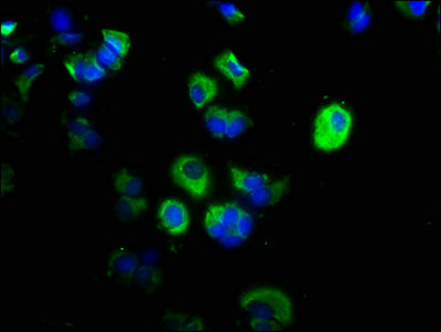 CAPN1 Antibody