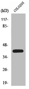 XPA Antibody