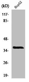 XRCC3 Antibody