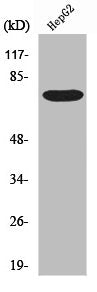 YAP1 Antibody