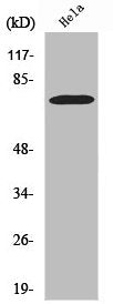 YAP1 Antibody