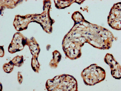 CASP2 Antibody