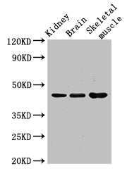 CASP4 Antibody