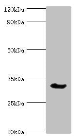 CASP6 Antibody