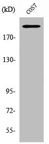 ZNF106 Antibody