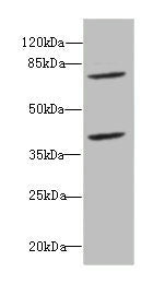 CBFA2T2 Antibody