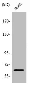 ZNF329 Antibody