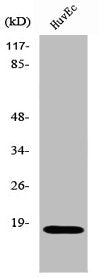 ZNHIT1 Antibody