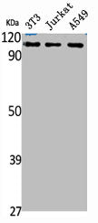 CHD1L Antibody