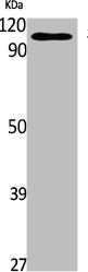 STAT2 Antibody