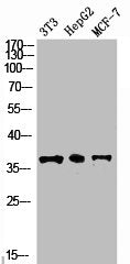 GAPDH Antibody