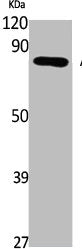 APOL6 Antibody