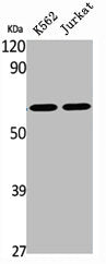 SLC22A17 Antibody