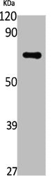 POLE2 Antibody