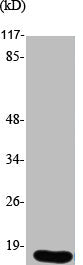 UBE2A/UBE2B Antibody