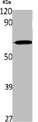 IFNLR1 Antibody