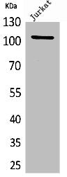 NFKB1 Antibody