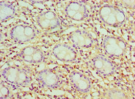 CCK Antibody