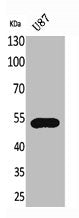 CX3CR1 Antibody