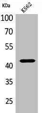 JAM2 Antibody