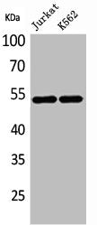 HNF4A Antibody