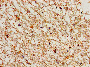 CCNA1 Antibody