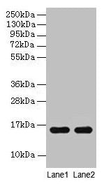 Hemoglobin Antibody