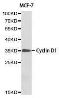 CCND1 Antibody