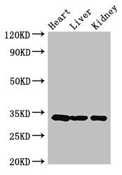 CCND2 Antibody