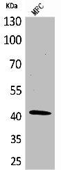 ACTA1 Antibody