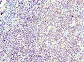 CCND3 Antibody
