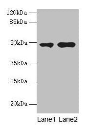 CCNJL Antibody
