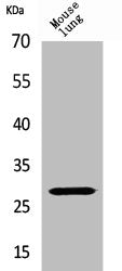 CMA1 Antibody
