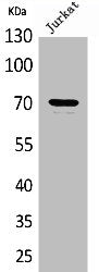 F2 Antibody