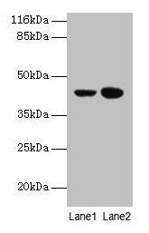 CCR6 Antibody