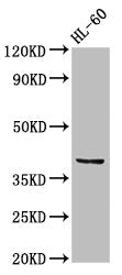 CCRL2 Antibody