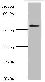 CCT3 Antibody