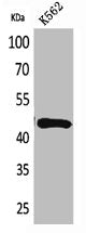 TNFRSF25 Antibody