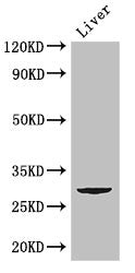 CD151 Antibody