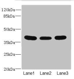 CD1C Antibody