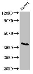 CD1C Antibody